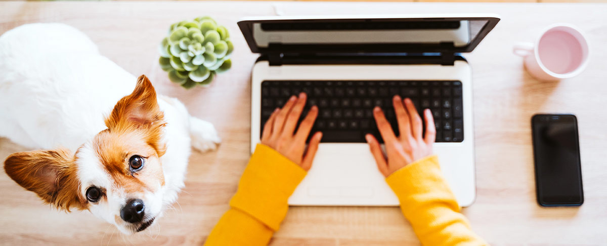 Dog watching person work on computer